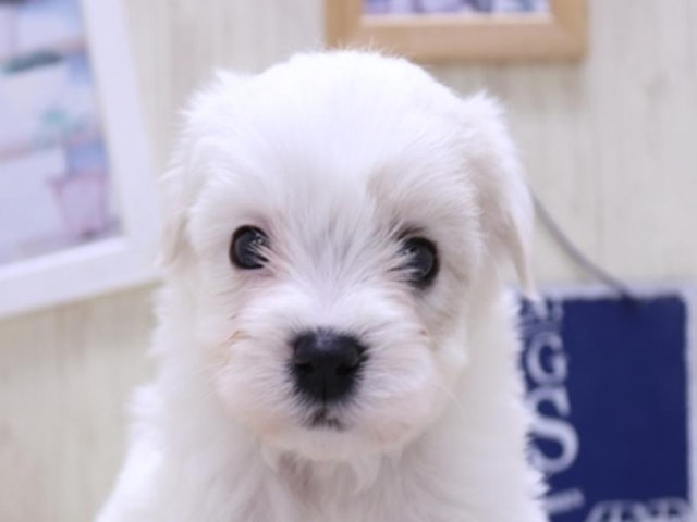 鳥取県のハーフ犬・ミックス犬 (ペッツワンFC鳥取店/2025年3月17日生まれ/男の子/ホワイト)の子犬